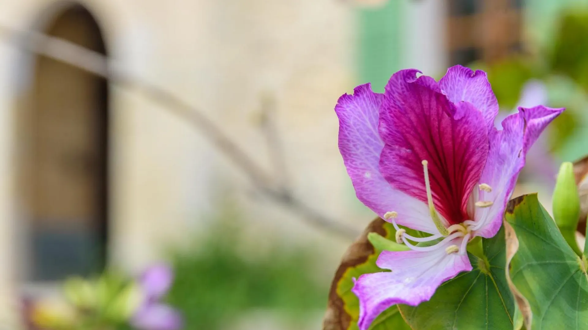 Agroturisme Subies Selva  0*, Selva (Mallorca)