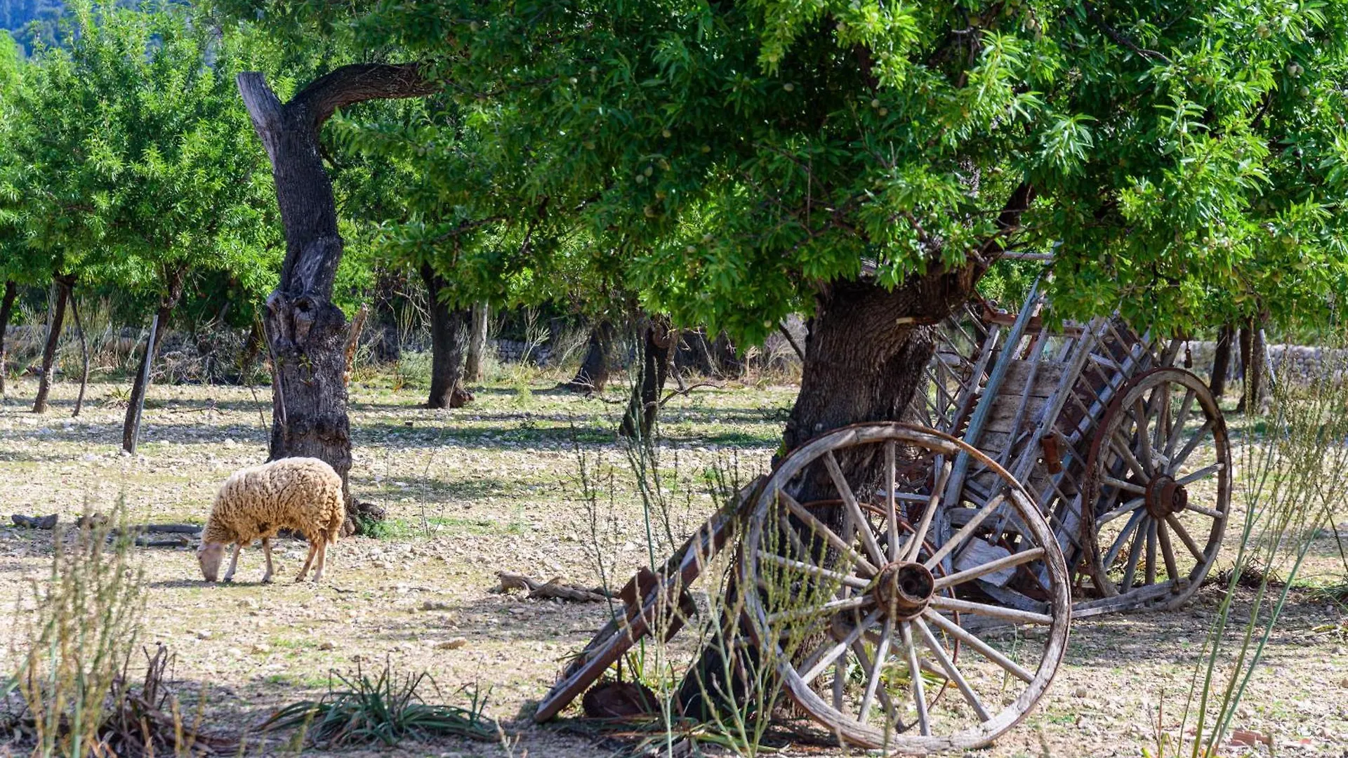 Agroturisme Subies Selva  Agroturismo Selva (Mallorca)